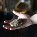 Live Abalone - California