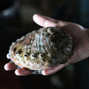 Live Abalone - California