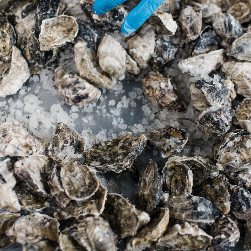Pacific Oysters - Memorial Day Pre-Order