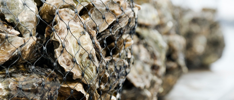 Pacific Oysters - Memorial Day Pre-Order