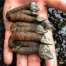 Portuguese Gooseneck Barnacles
