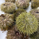 Live Maine Urchin