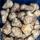 Matsutake Mushroom - Northern California