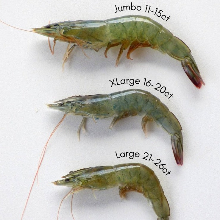 Fresh TransparentSea Shrimp - Buy Fresh Prawns