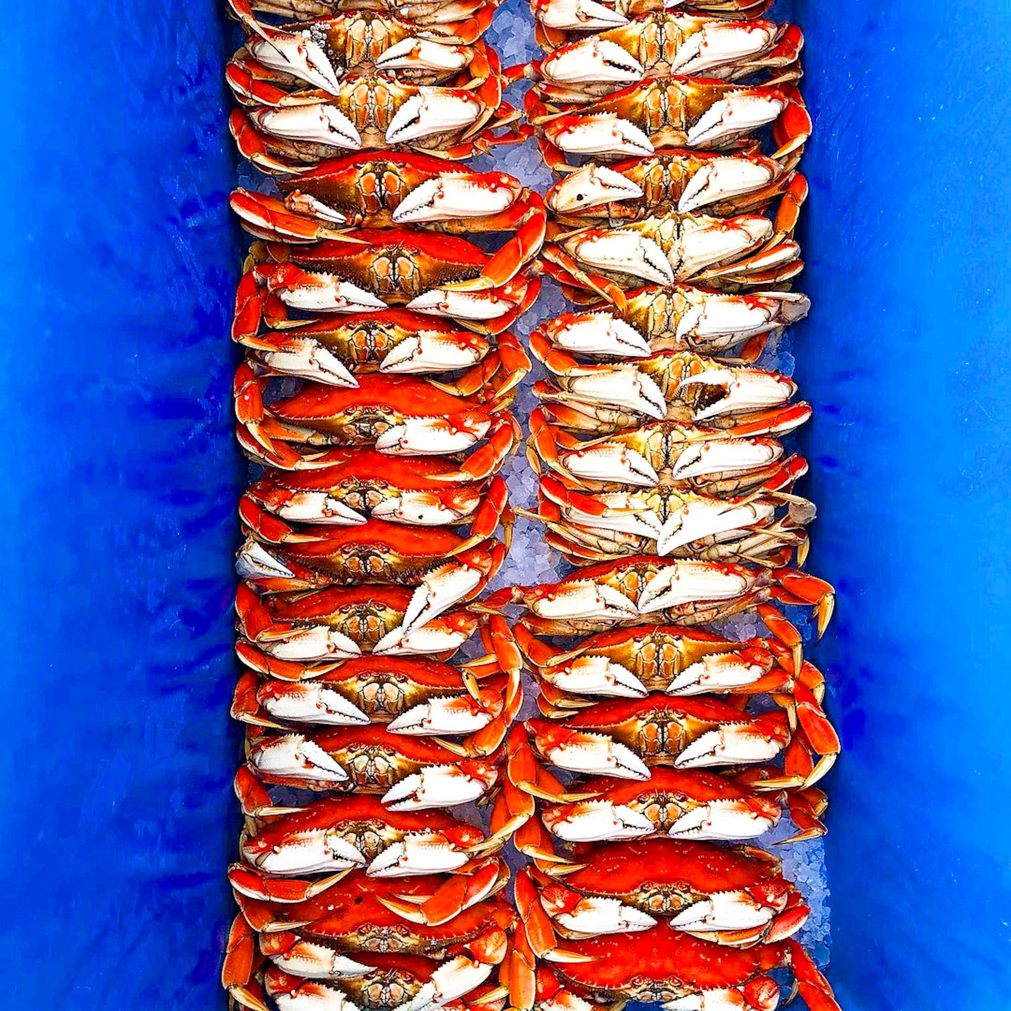 Dungeness Crab Live - Northern California