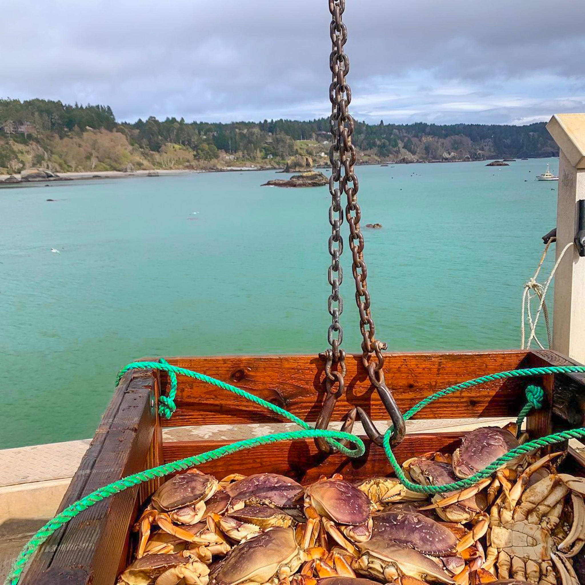 Dungeness Crab Live - Northern California