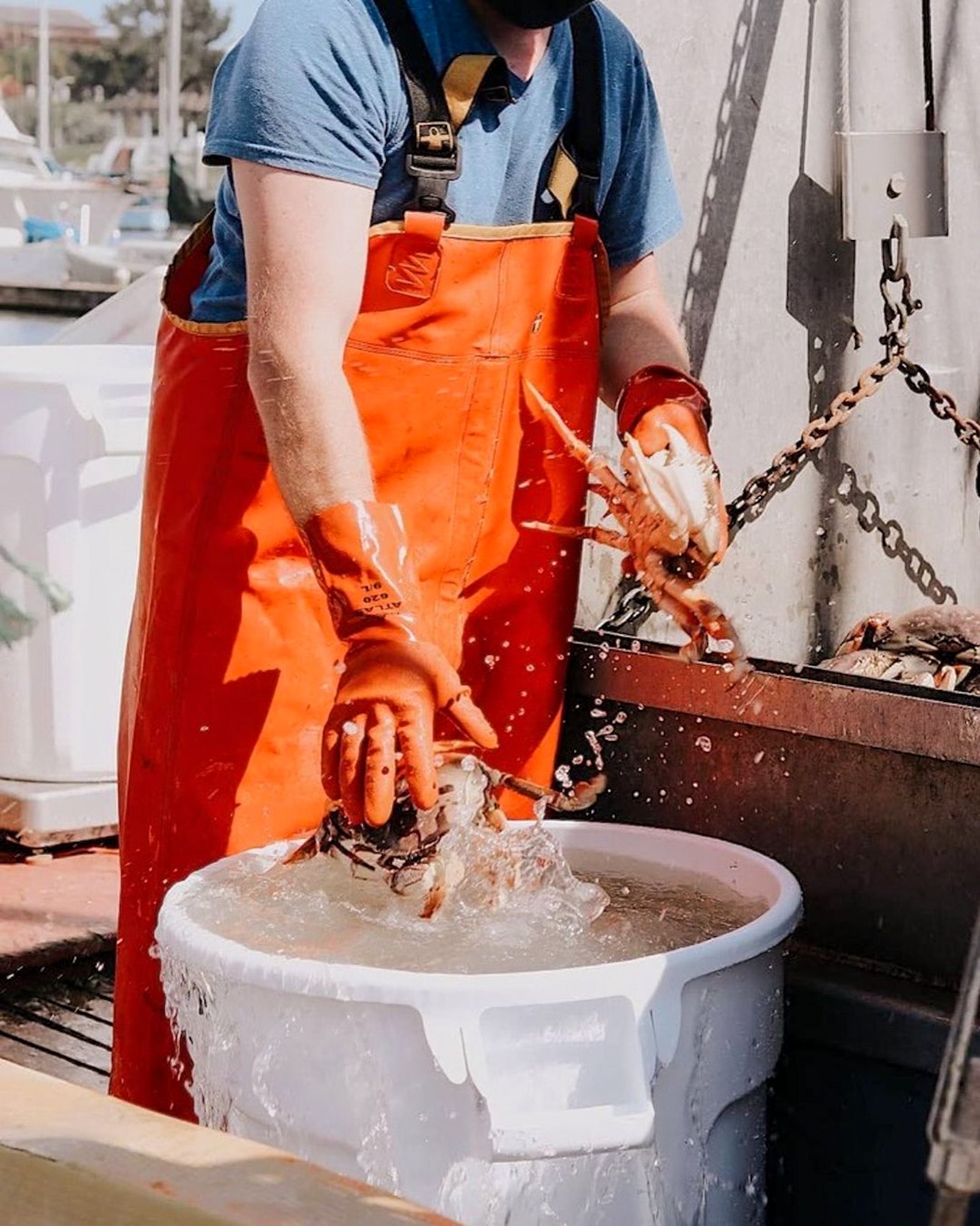 Dungeness Crab Live - Northern California