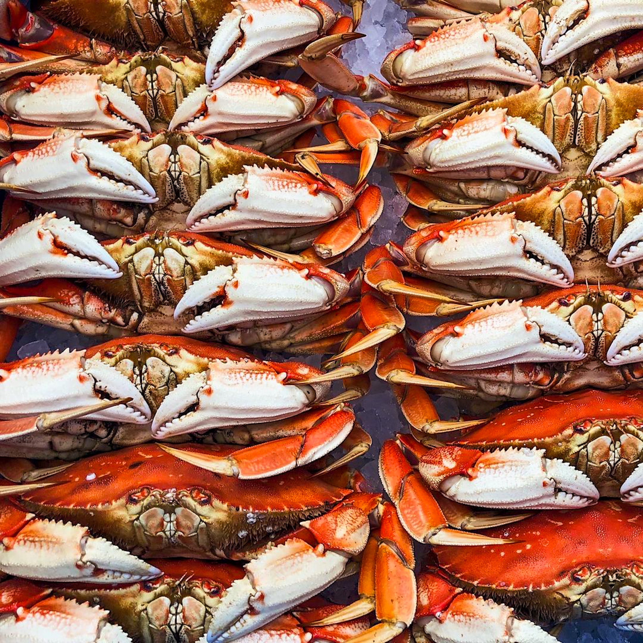 Dungeness Crab Live - Northern California