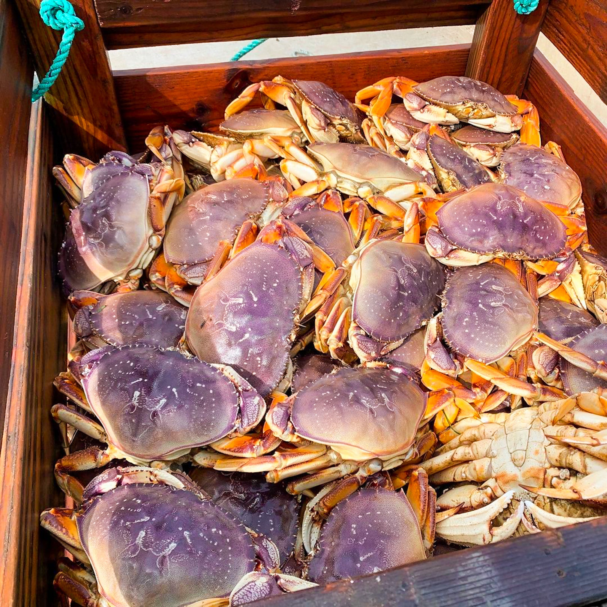 Dungeness Crab Live - Northern California