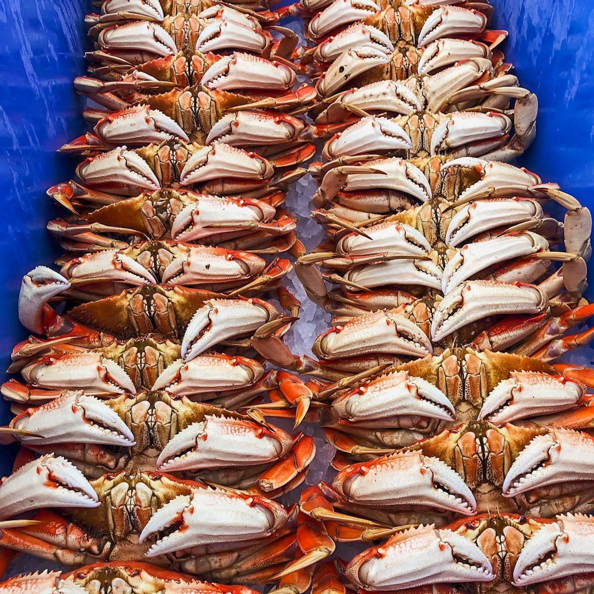 Dungeness Crab Live - Northern California