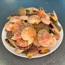 Live Pink Scallop