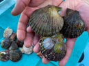 Live Pink Scallop