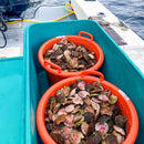 Live Pink Scallop