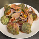 Live Pink Scallop