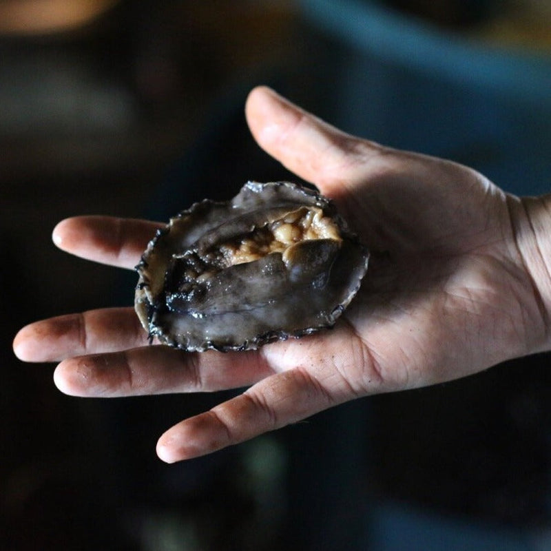 Live Abalone - Mother's Day Pre-Order