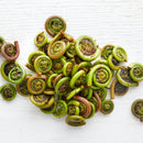 Fresh Wild Fiddleheads - USA