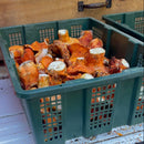 Fresh Lobster Mushrooms - Pacific Northwest