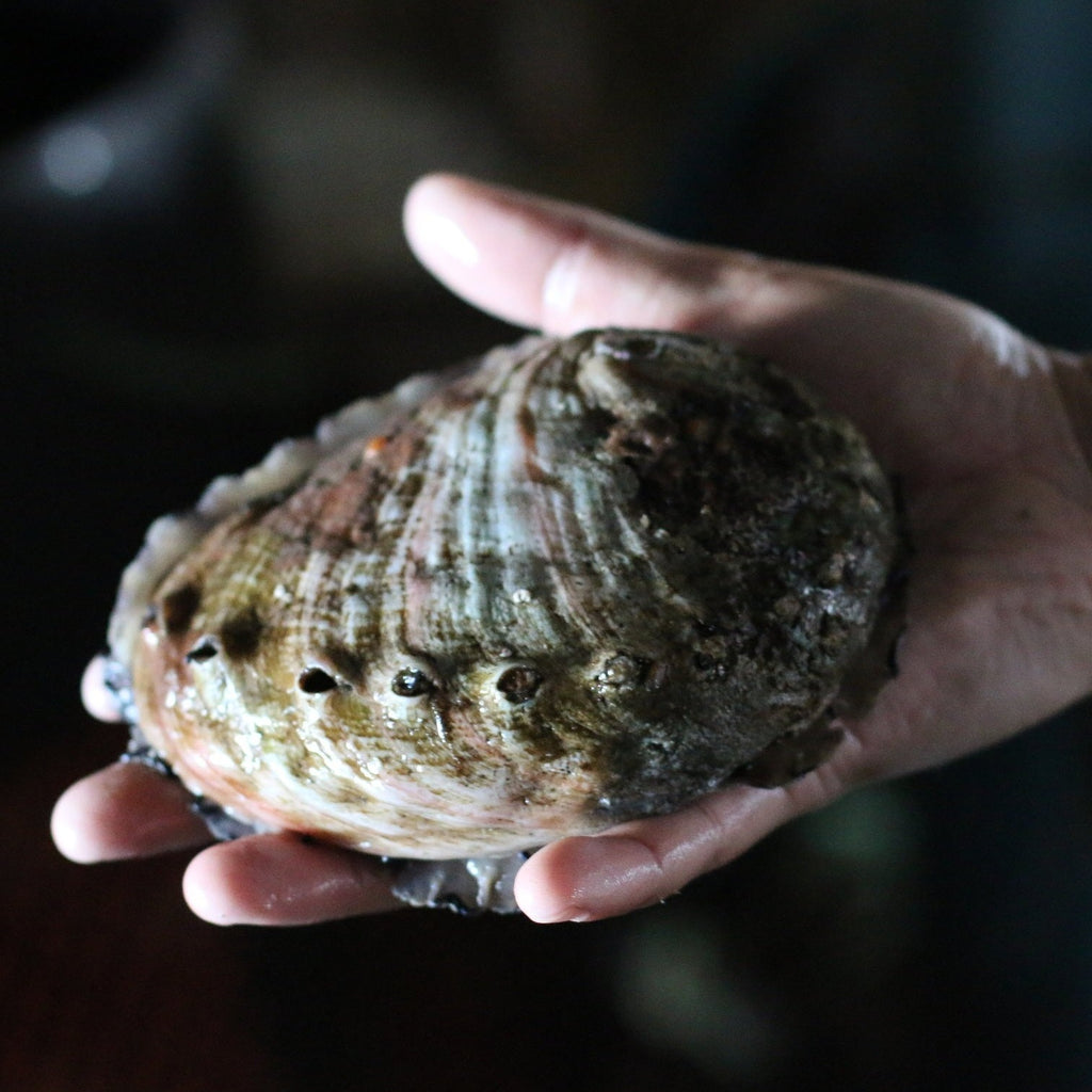 Abalone Rizz Live Abalone - California