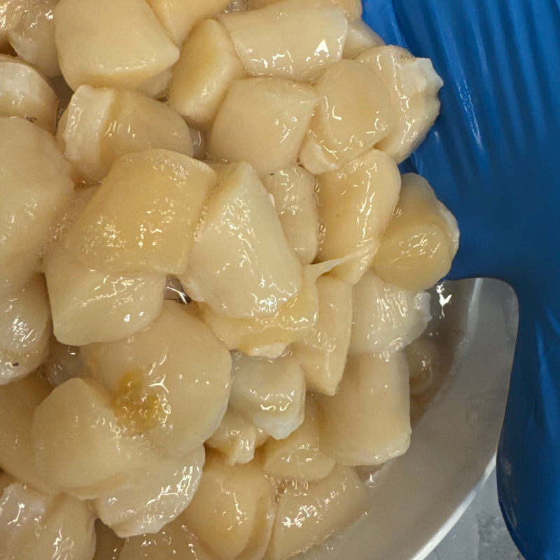 Bay Scallops - Massachusetts