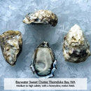 Washington Oysters