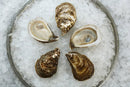 Canadian East Coast Oysters