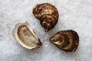 Canadian East Coast Oysters