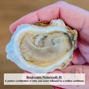 Rhode Island Oysters