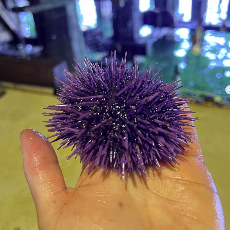 Live Purple Urchins - Thanksgiving Pre-Order