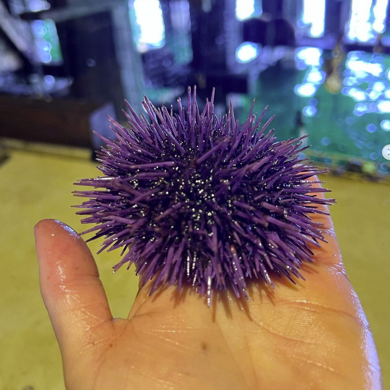 Live Purple Urchins - California