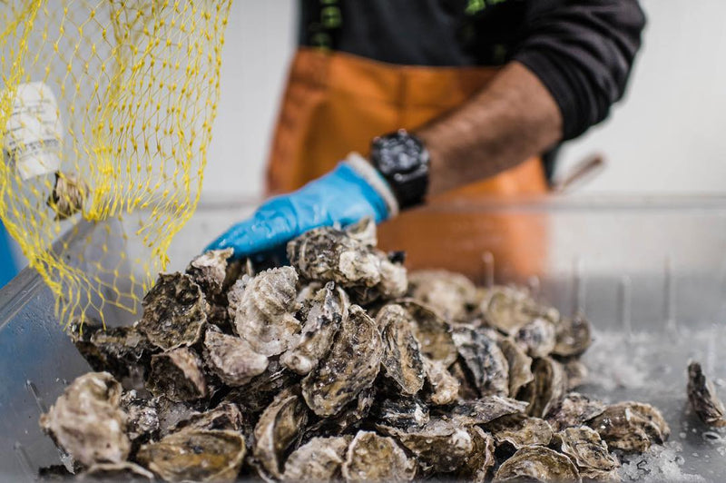 Pacific Oysters - Memorial Day Pre-Order