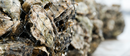 Pacific Oysters - Father's Day Pre-Order