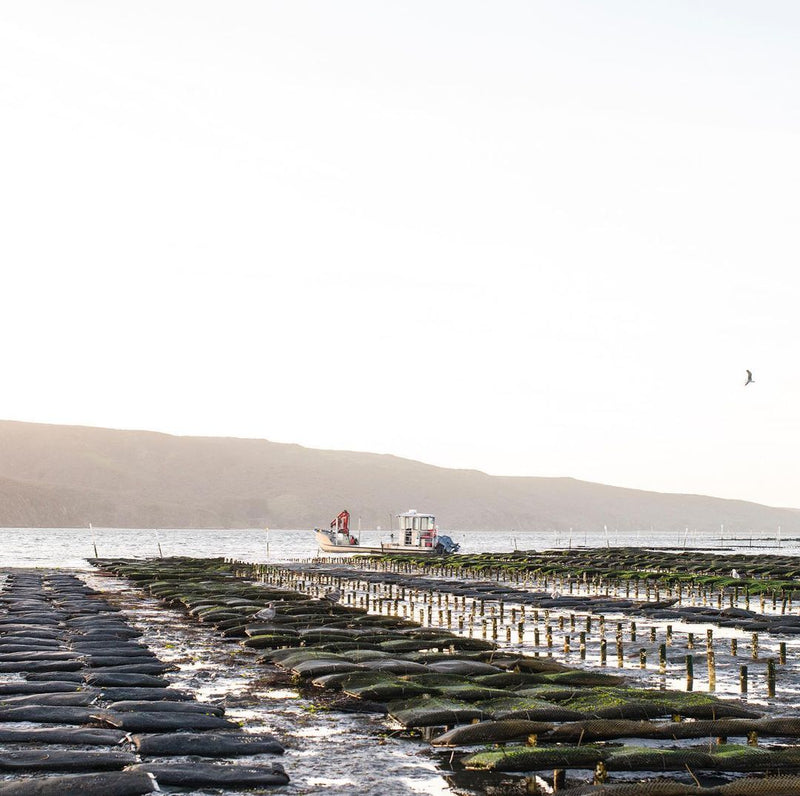 Pacific Oysters - Memorial Day Pre-Order