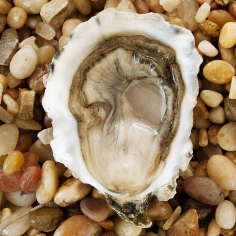 Pacific Oysters