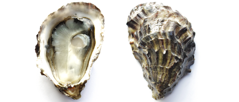 Pacific Oysters