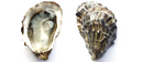 Pacific Oysters - Father's Day Pre-Order