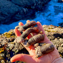Portuguese Gooseneck Barnacles