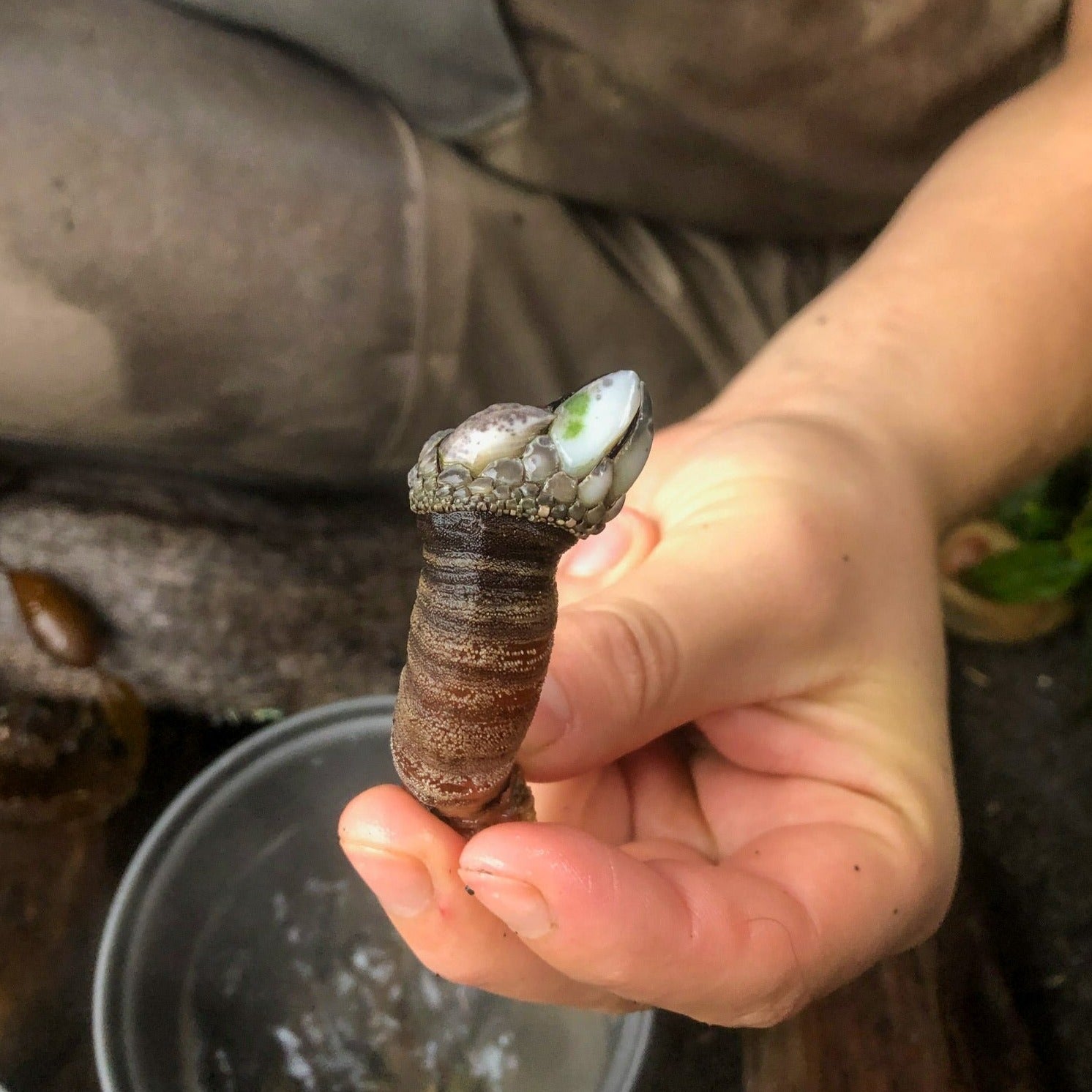 Wild Gooseneck Barnacles - Order Percebes Online | E-Fish.com