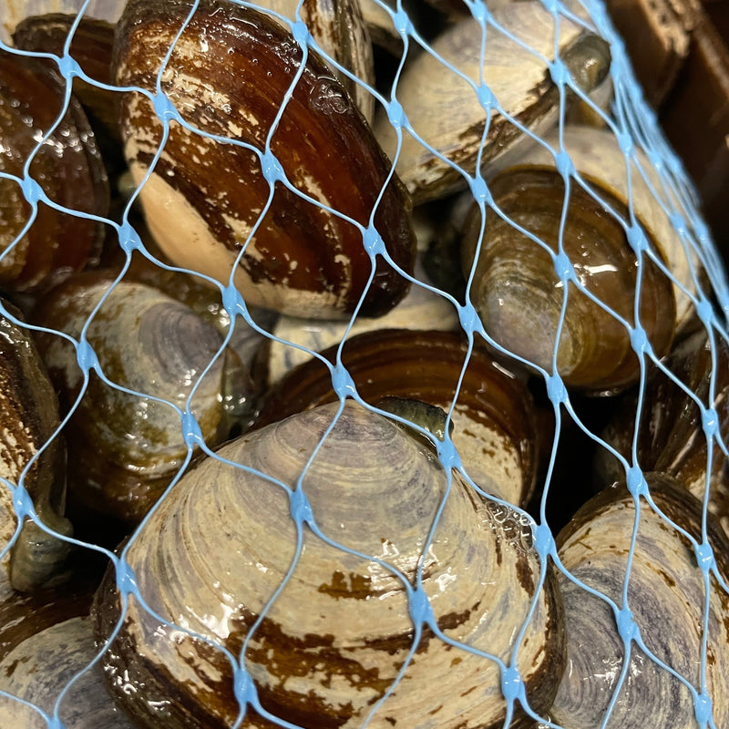 Purple Savory Clams - Labor Day Pre-Order