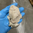 Shucked Pacific Oyster -  Thanksgiving Pre-Order