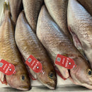 Ikejime Ocean Whitefish - Southern California