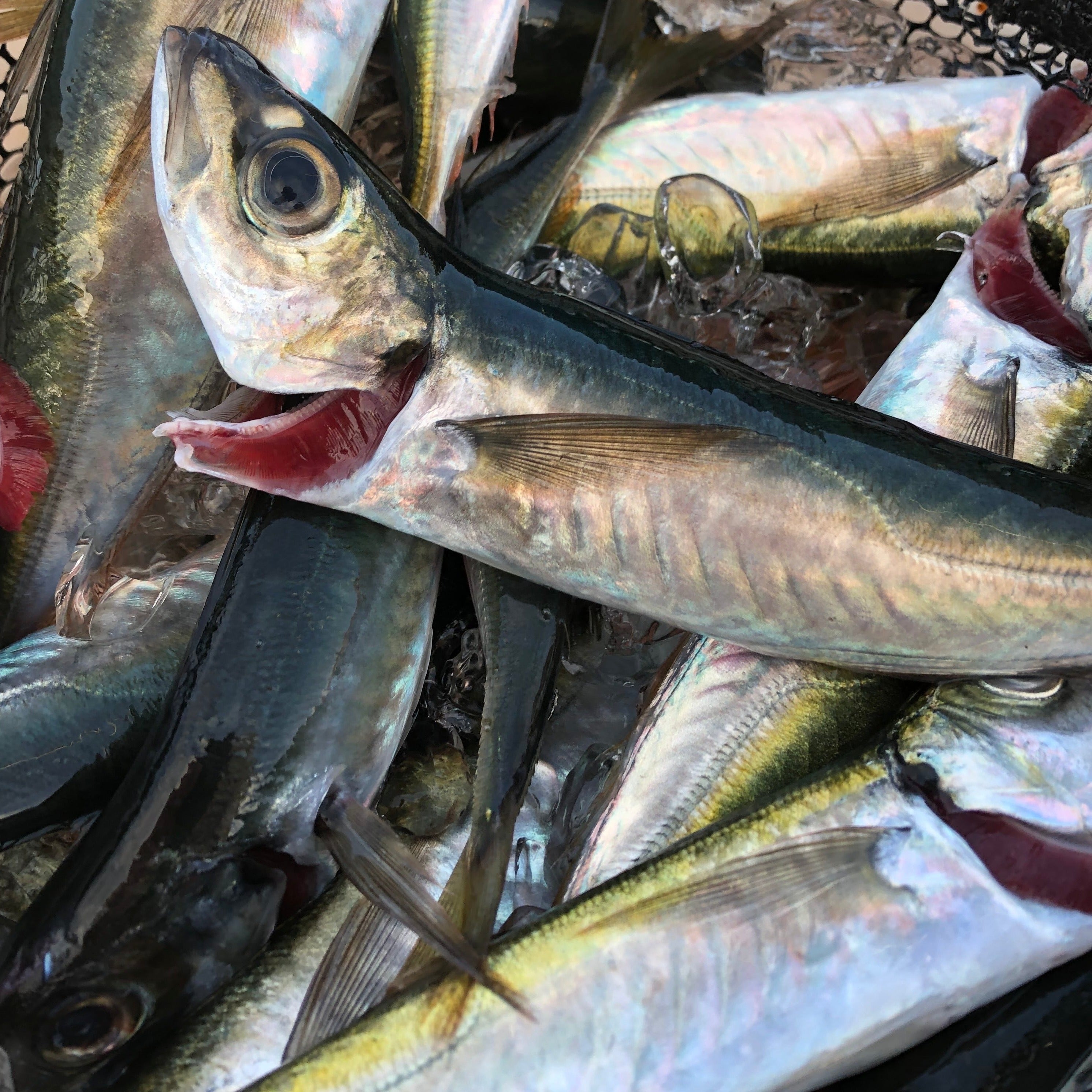 Horse Mackerel Fish ICES Recommends Zero Catch Of North Sea Horse