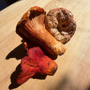 Fresh Lobster Mushrooms - Pacific Northwest