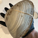 Live Surf Clams - Massachusetts