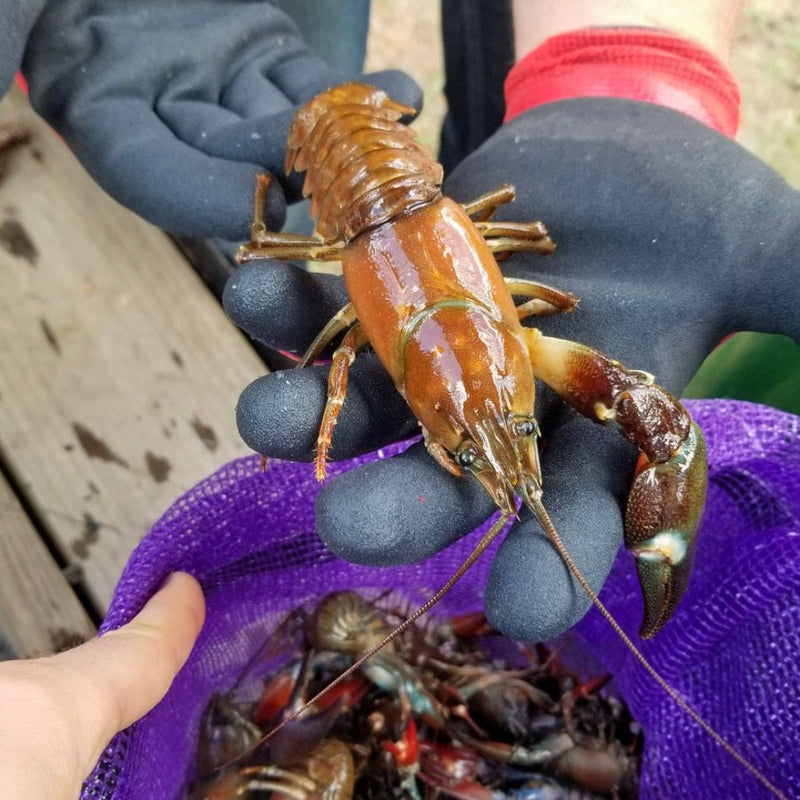 Live Oregon Crawfish - Labor day Pre-Order