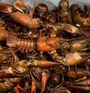 Live Oregon Crawfish - Mother's Day Pre-Order