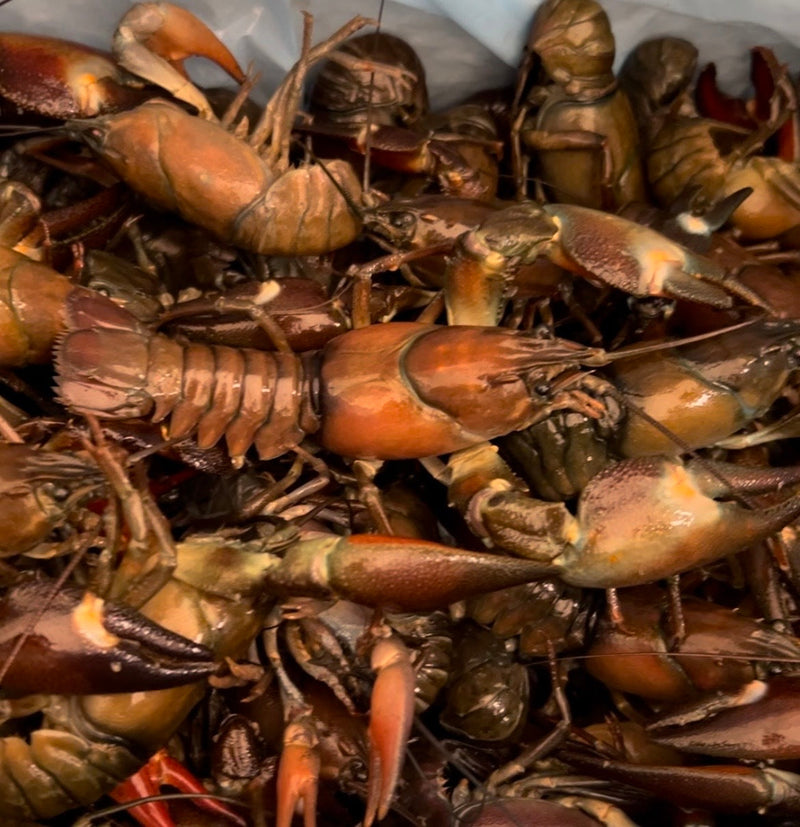 Live Oregon Crawfish - Memorial Day Pre-Order