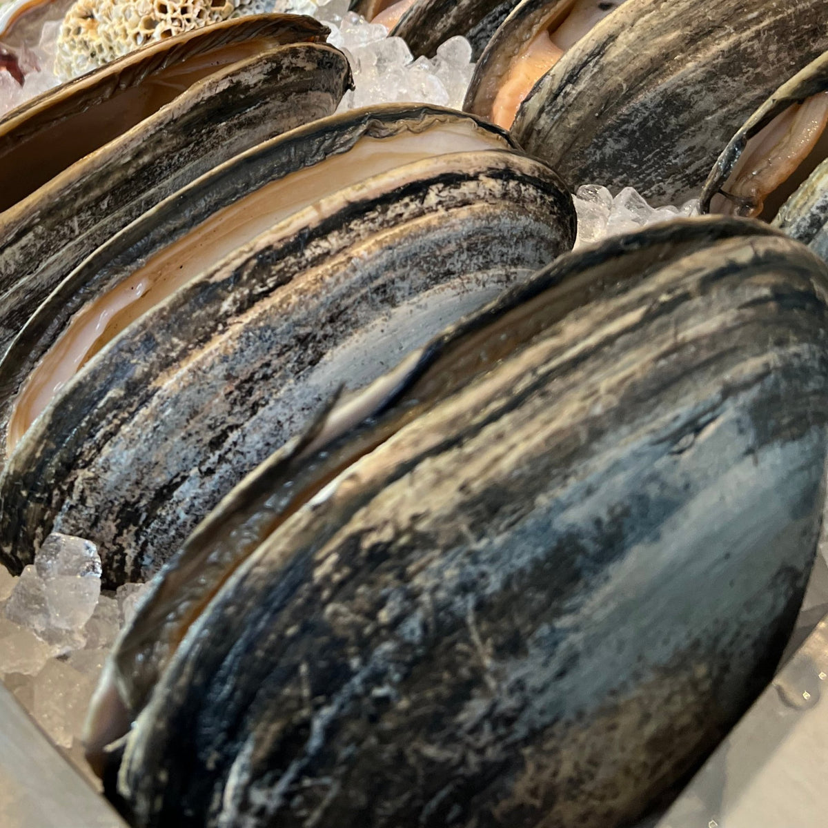 Surf Clam Uk