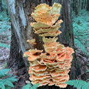 Fresh Chicken of the Woods - Pacific Northwest