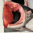 Bluefin Tuna Collar - Southern California
