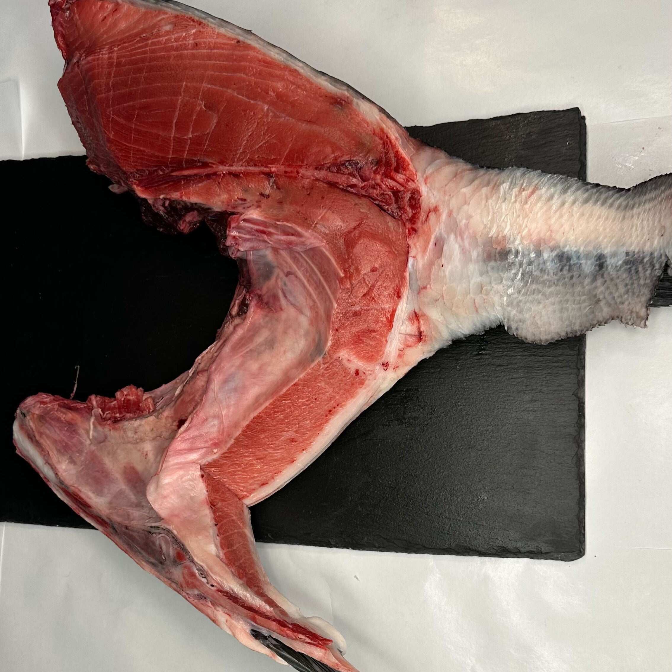 Fresh California Bluefin Tuna Collars Locally Caught · Rich, Unctuous ...